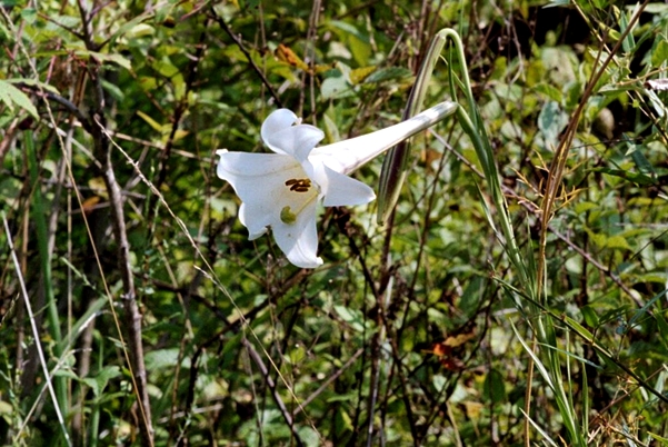 {Lilium philippinense}